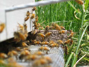 Bees