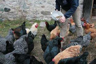 Chickens