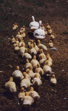 Image of ducks on parade