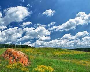 back fields