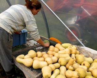 squash harvest