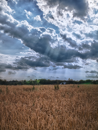 Grain Field
