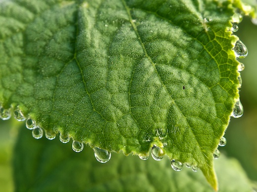 leaf