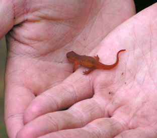 Red newt