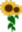Image of a sunflower