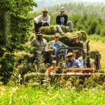 Hay Today, Gone Tomorrow